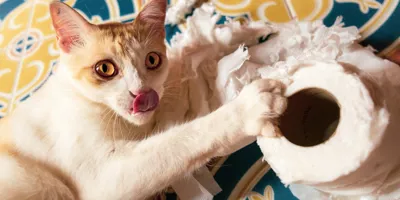 Chat jouant avec un rouleau de papier essuie-tout