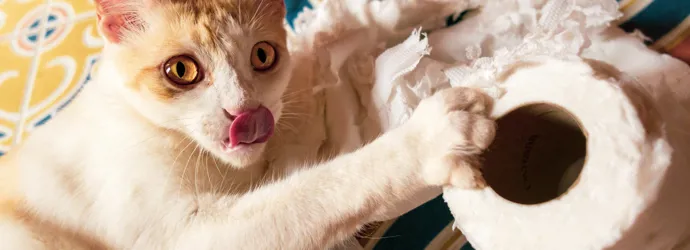 Chat jouant avec un rouleau de papier essuie-tout