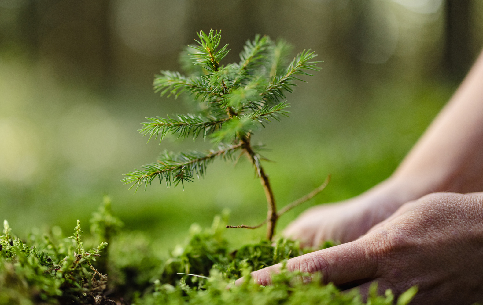 De quoi sont faits nos produits ? Les fibres de bois vierges.