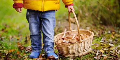 Cueillette Champignons
