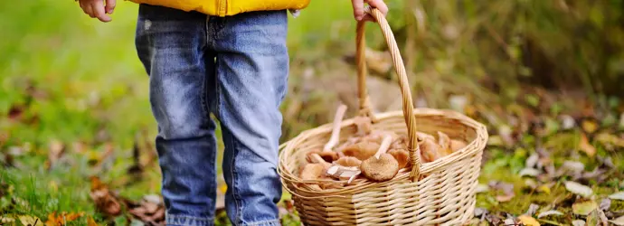 Cueillette Champignons