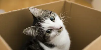 Met je kat verhuizen - zo houd je het stressvrij