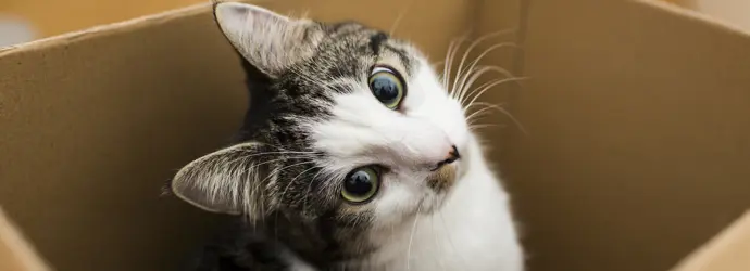 Met je kat verhuizen - zo houd je het stressvrij