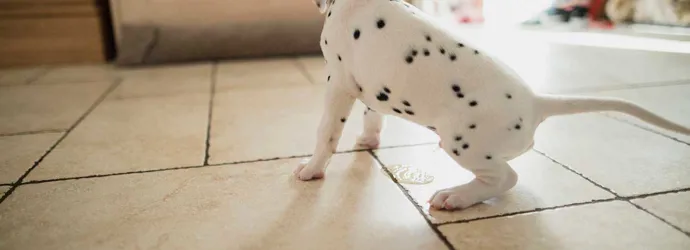 Voorbijgaand Zes houder Hond plast in huis | Hondenplas verwijderen - Okay