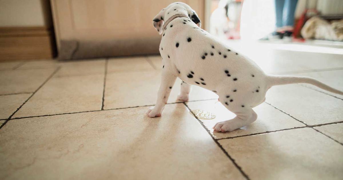 Hond plast in huis Hondenplas verwijderen Okay