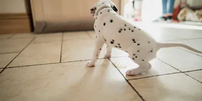 Dalmatische puppy plast op de vloer