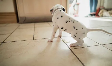 Dalmatische puppy plast op de vloer