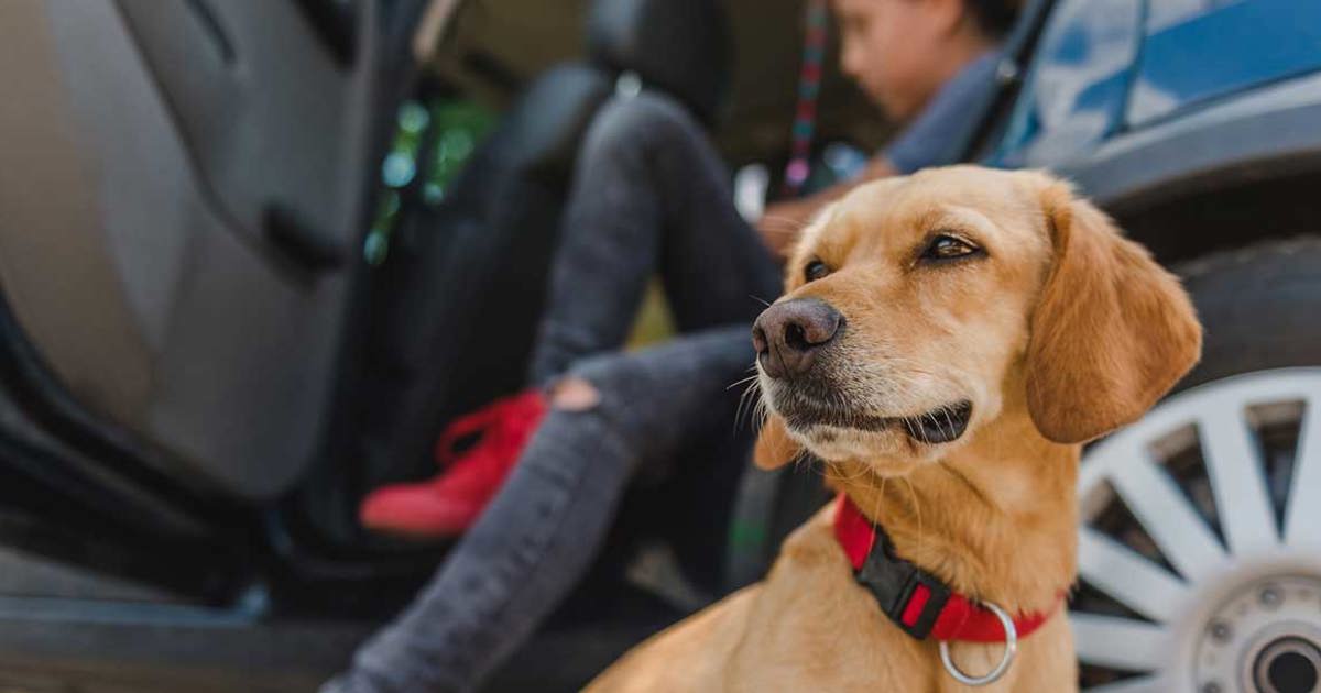 Reizen met je hond in de auto | Voorkom hondenreisziekte - Okay