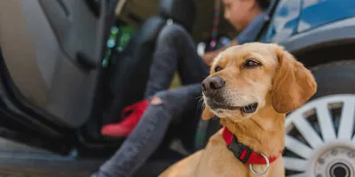 Gele hond zit bij een auto en voorbereidingen om op reis te gaan