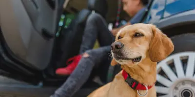 Gele hond zit bij een auto en voorbereidingen om op reis te gaan