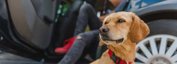 Gele hond zit bij een auto en voorbereidingen om op reis te gaan