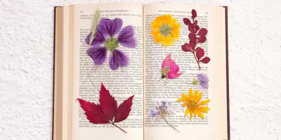 Fleurs séchées dans un livre ouvert