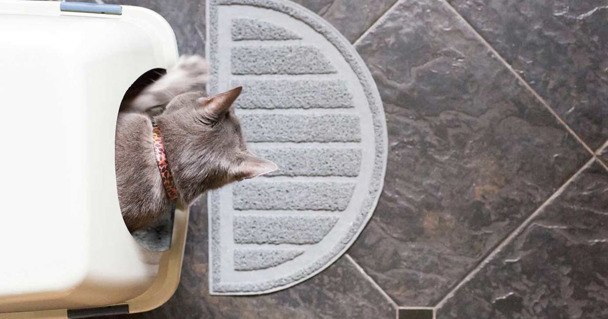 Comment Nettoyer La Litiere Du Chat Okay