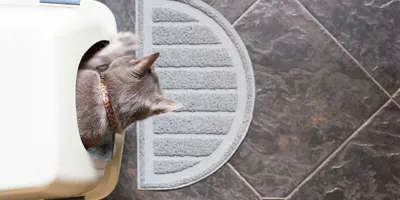 Un chaton dans un bac à litière propre
