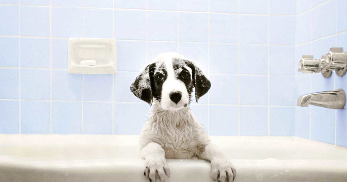 Comment laver un chien de la tête aux pattes ? - Okay