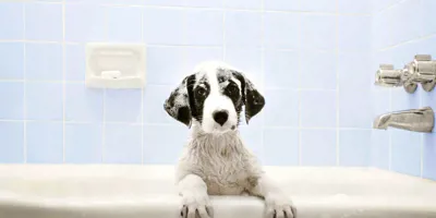 Un chien dans la baignoire attend l'heure du bain