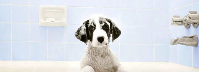 Un chien dans la baignoire attend l'heure du bain
