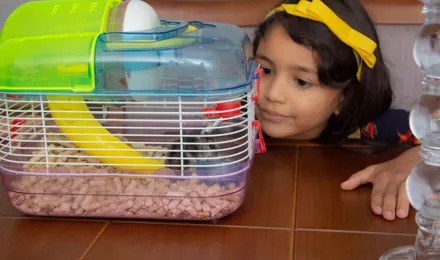 Petite fille observant un hamster dans sa cage