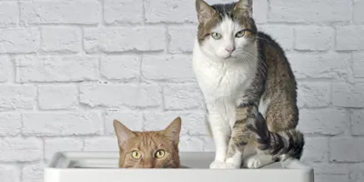 Deux chats assis sur un petit plateau sur un fond blanc.