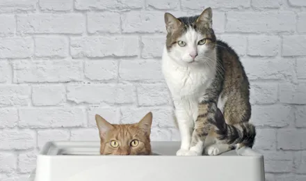 Deux chats assis sur un petit plateau sur un fond blanc.