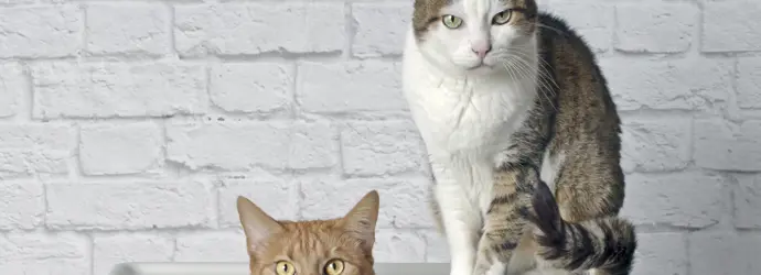 Deux chats assis sur un petit plateau sur un fond blanc.