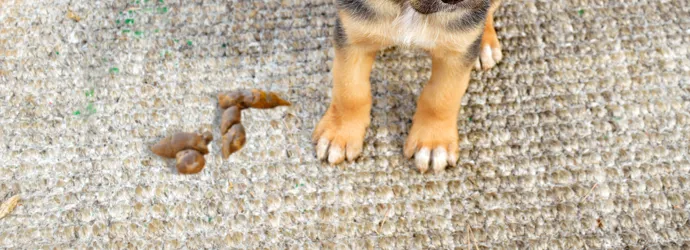 Comment éliminer l'odeur des crottes de chien dans la maison ?