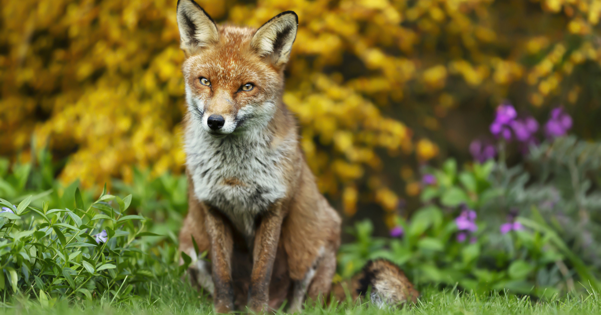 Comment éloigner un renard de votre jardin ? Okay