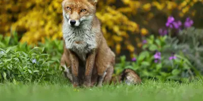 Un renard assis dans un jardin