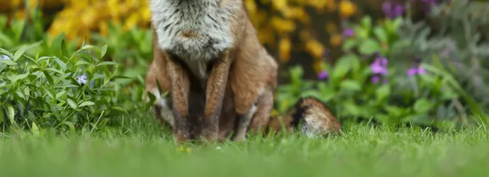 Un renard assis dans un jardin