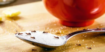 Plusieurs fourmis sur une cuillère contenant du sucre blanc en poudre. Il y a un bol rouge en arrière-plan. 