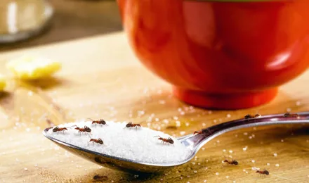 Plusieurs fourmis sur une cuillère contenant du sucre blanc en poudre. Il y a un bol rouge en arrière-plan. 