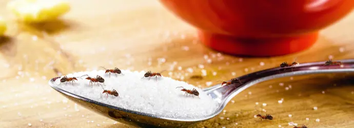 Plusieurs fourmis sur une cuillère contenant du sucre blanc en poudre. Il y a un bol rouge en arrière-plan.