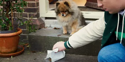Jeune garçon ramassant une crotte de chien avec une serviette en papier.