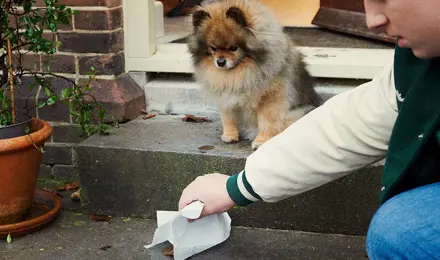 Jeune garçon ramassant une crotte de chien avec une serviette en papier.