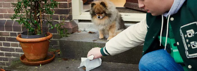 Jeune garçon ramassant une crotte de chien avec une serviette en papier.