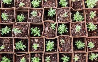 Vue d'ensemble d'un certain nombre de jeunes plantes dans de petits conteneurs.