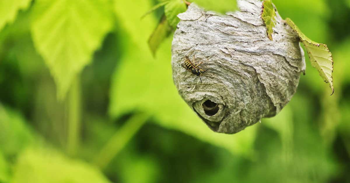 Comment se débarrasser d’un nid de guêpes ? Okay