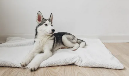un chien husky assis sur un lit de chien blanc