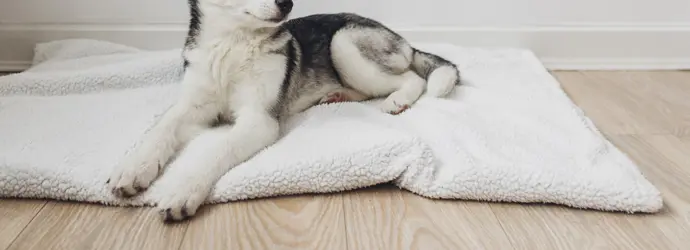 un chien husky assis sur un lit de chien blanc