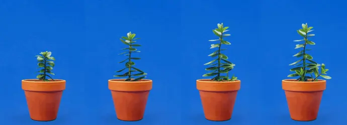 Femme arrosant les plantes sur le rebord de la fenêtre avec une bombe aérosol