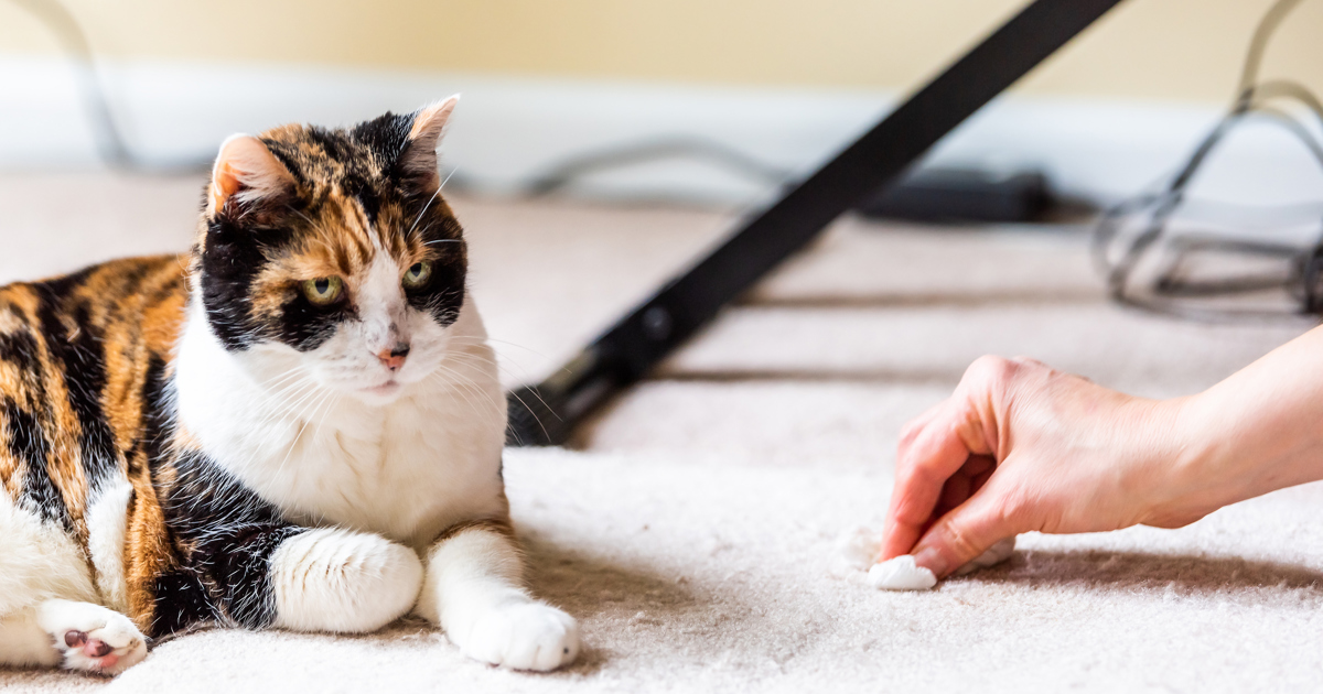 Comment enlever les odeurs de pipi de chat sur un tapis - Okay