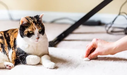 Comment enlever l’odeur d’urine de chat sur un tapis ?