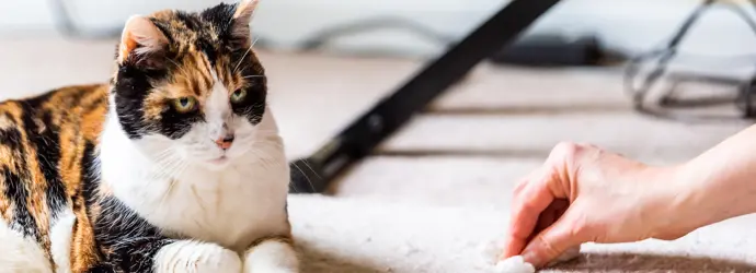 Comment enlever l’odeur d’urine de chat sur un tapis ?