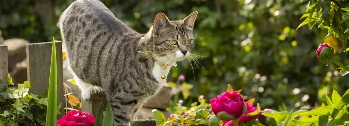 Oust ! Éloigner les chats du jardin avec un répulsif pour chat fait maison !