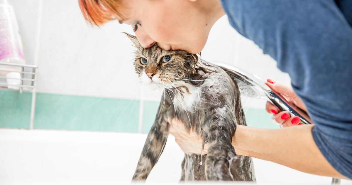 Comment laver un chat sans se battre ? Okay