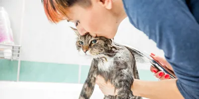 Femme lavant un chat grognon et l'embrassant sur le crâne