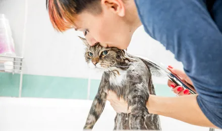 Femme lavant un chat grognon et l'embrassant sur le crâne