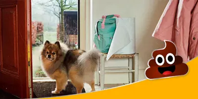 Chiot se tenant devant la porte ouverte de la maison, sur le tapis, et regardant son maître.