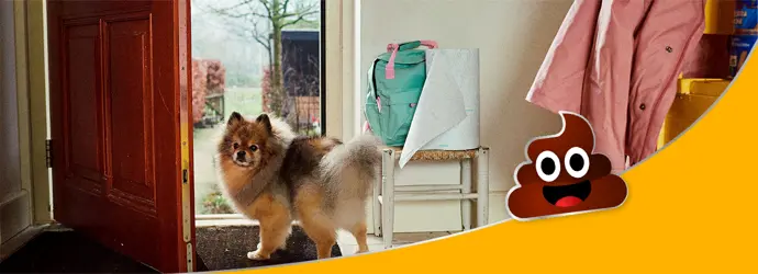 Chiot se tenant devant la porte ouverte de la maison, sur le tapis, et regardant son maître.